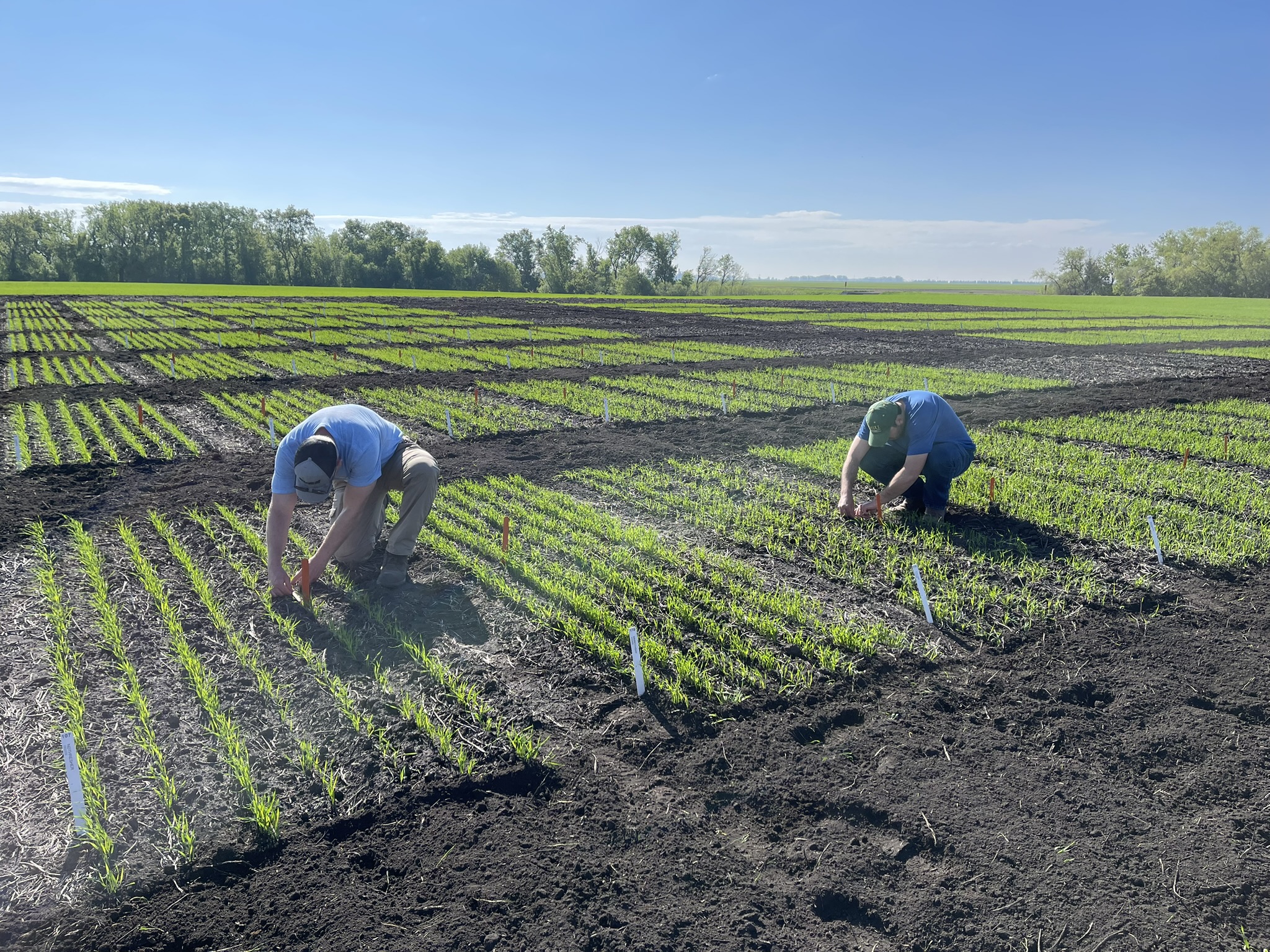 The meeting provides wheat growers and agronomists current information on variety performance, fertility management and disease control. (NDSU photo)