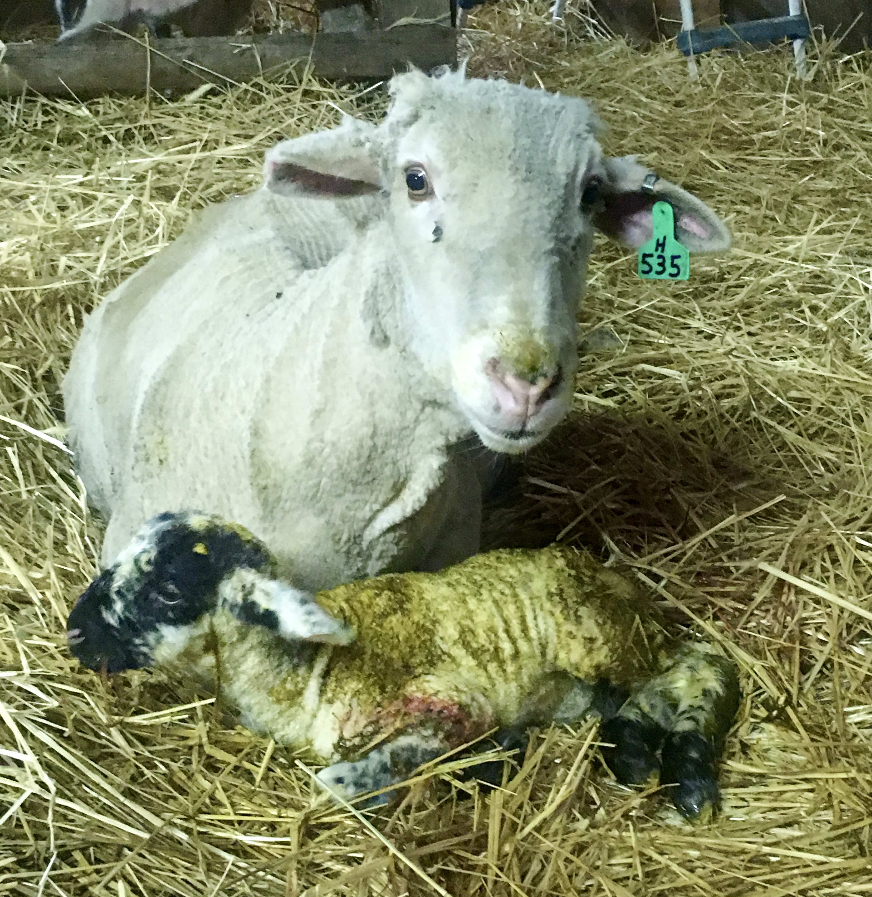 The workshop will include several speakers, live demonstrations, a barn tour and a lunch. (NDSU photo)