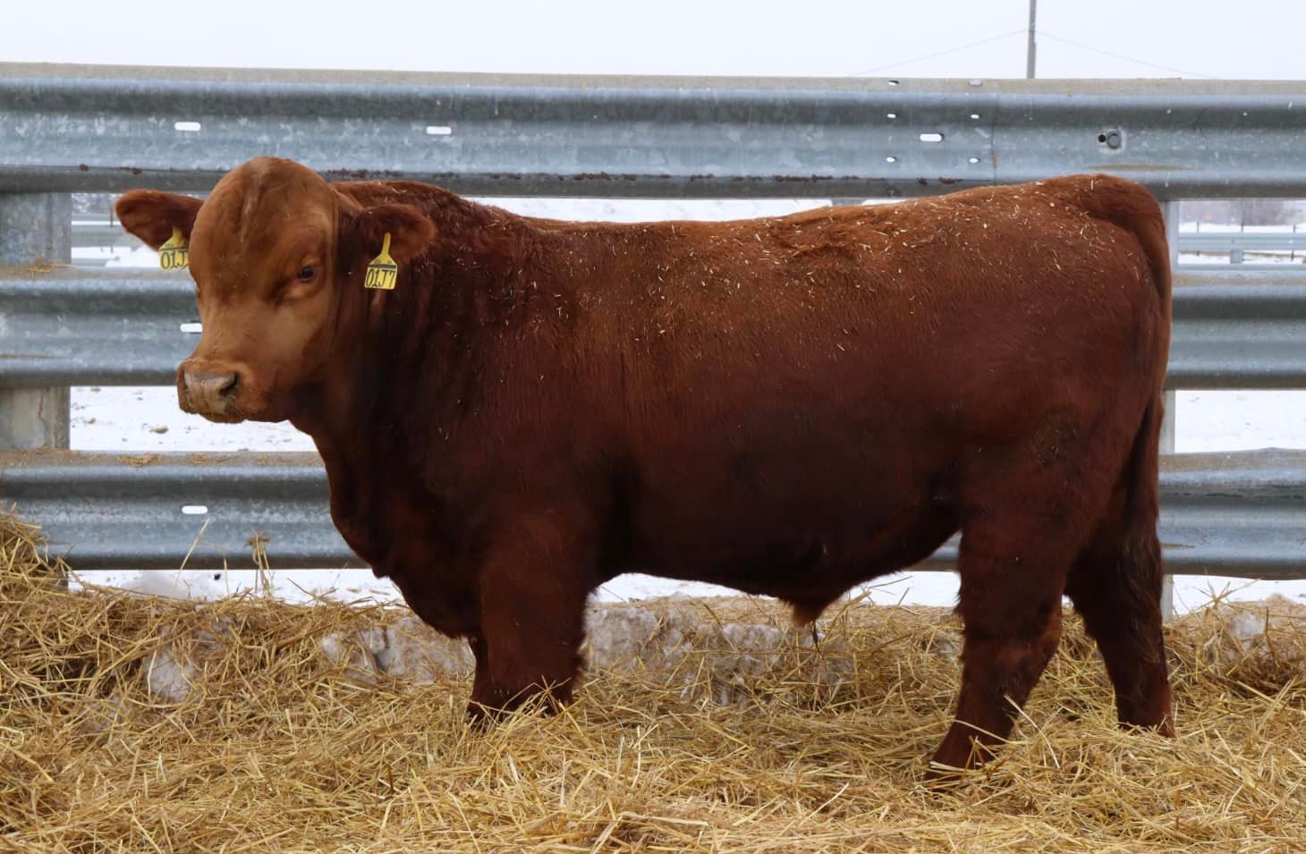 There is no one-size-fits-all sire, but a calculated selection will best fit the operation. (NDSU photo)