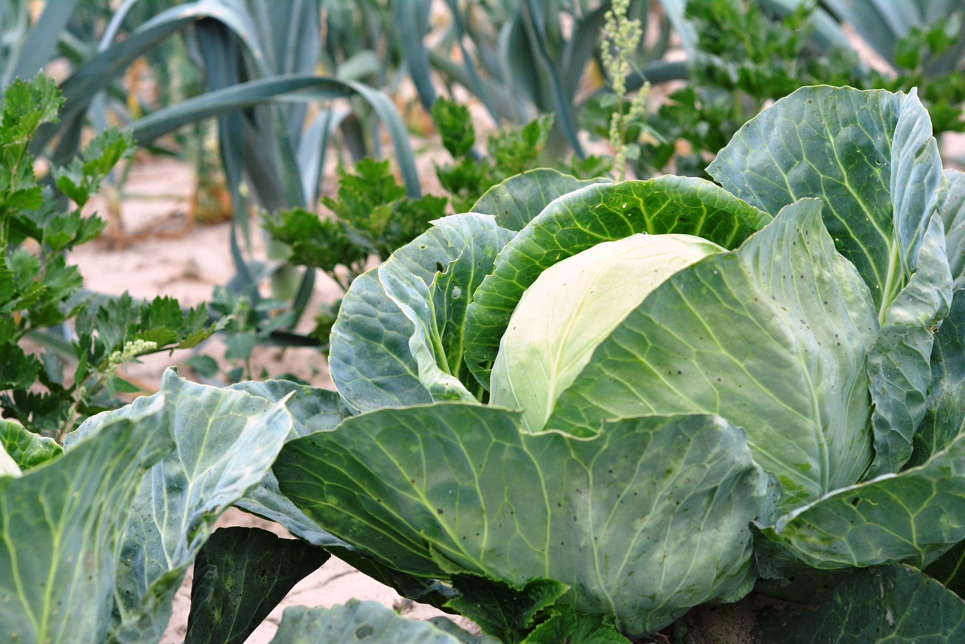 This series is about growing, preserving and preparing specialty-crop fruits and vegetables. (Pixabay photo)