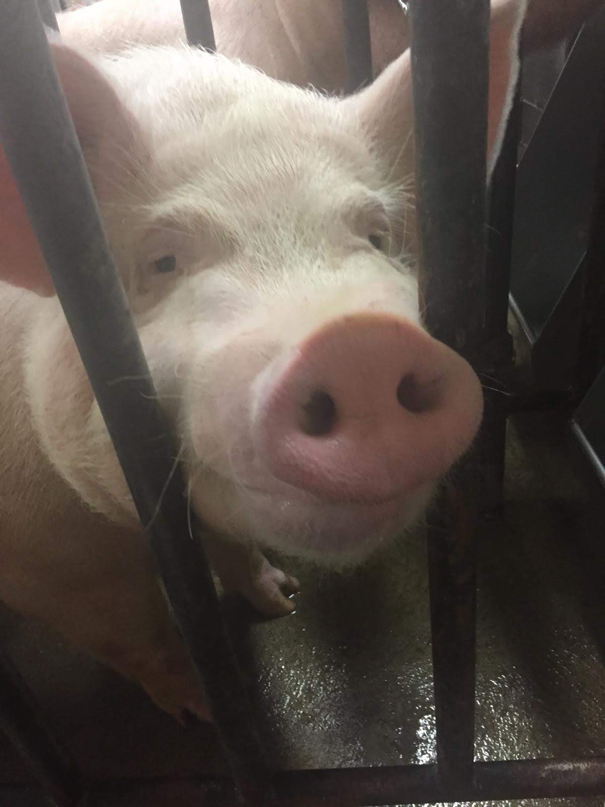 SowBridge is an educational series for those who work with sows, boars and piglets, and with genetic and reproductive issues. (NDSU photo)
