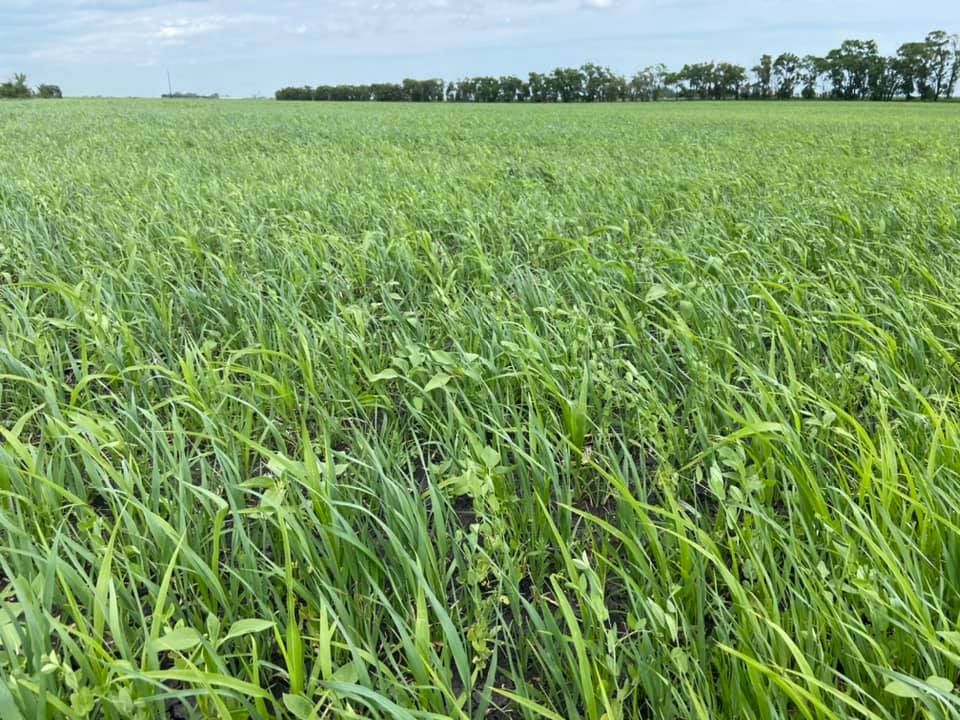Soil regeneration using cover crops, principles of soil health, the carbon cycle and carbon credits are some of the topics to be discussed at NDSU Extension's upcoming cover crops summit on March 26. (NDSU photo)