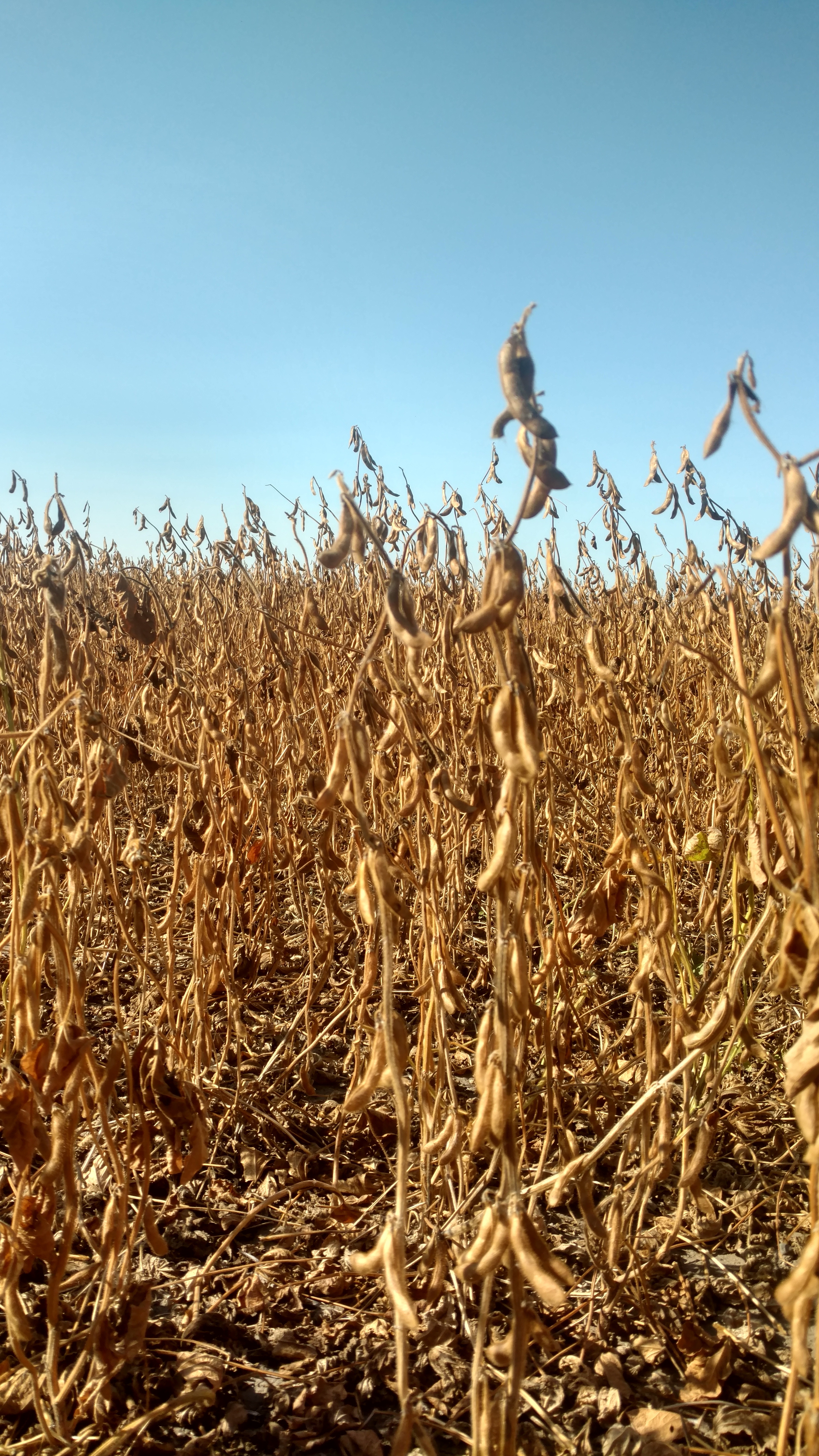 The special edition of NDSU Extension's monthly Agricultural Market Situation and Outlook webinar series will discuss the status of tariffs and trade, and the expected impacts on North Dakota agriculture. (NDSU photo)