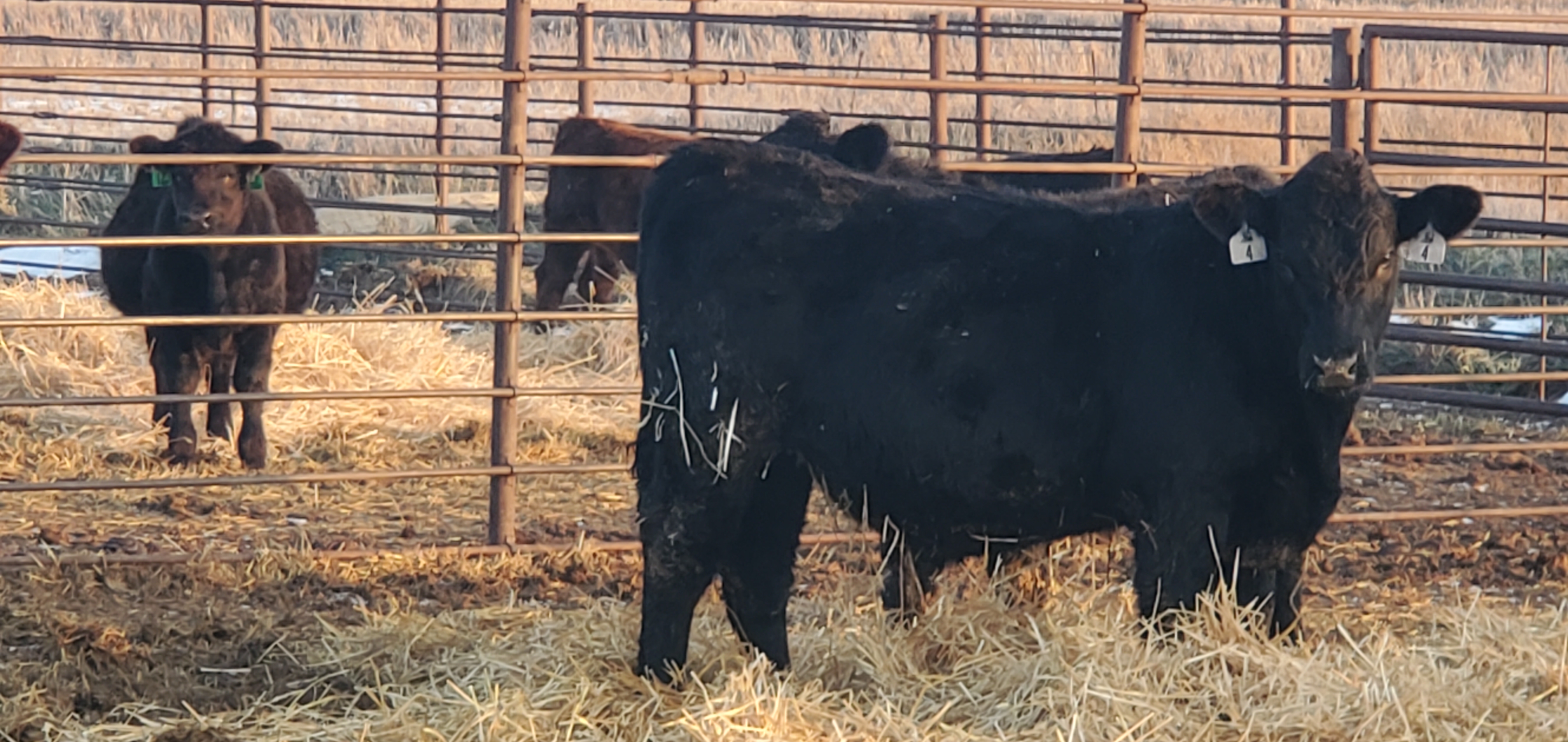 Calf performance will be measured during a feeding study at the NDSU Carrington Research Extension Center. (NDSU photo)