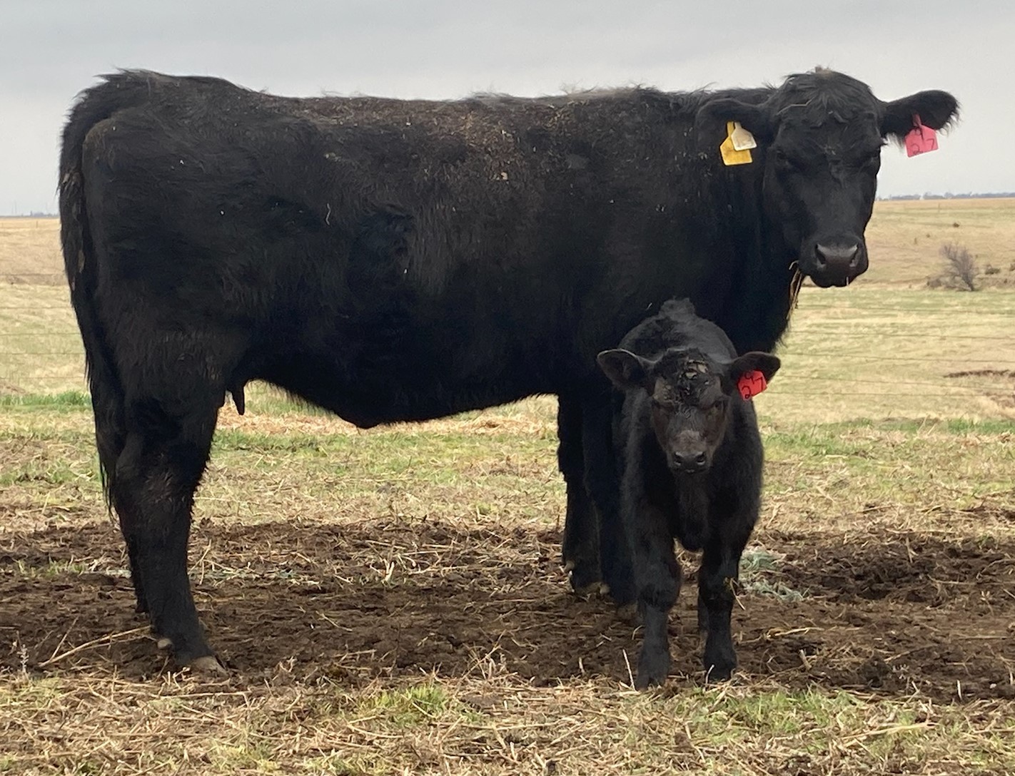 Early Weaning Beef Calves NDSU Agriculture