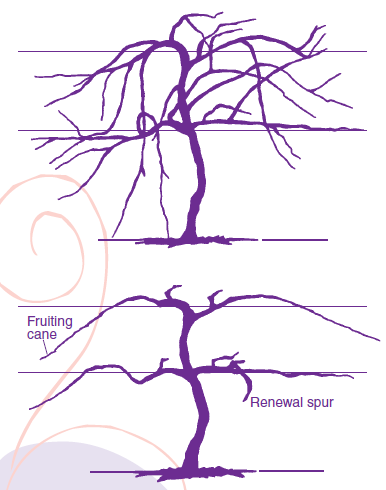Figure 1. A vine before pruning (top) which has been trained to the Four-Arm Kniffin System. The same vine (bottom) after pruning.