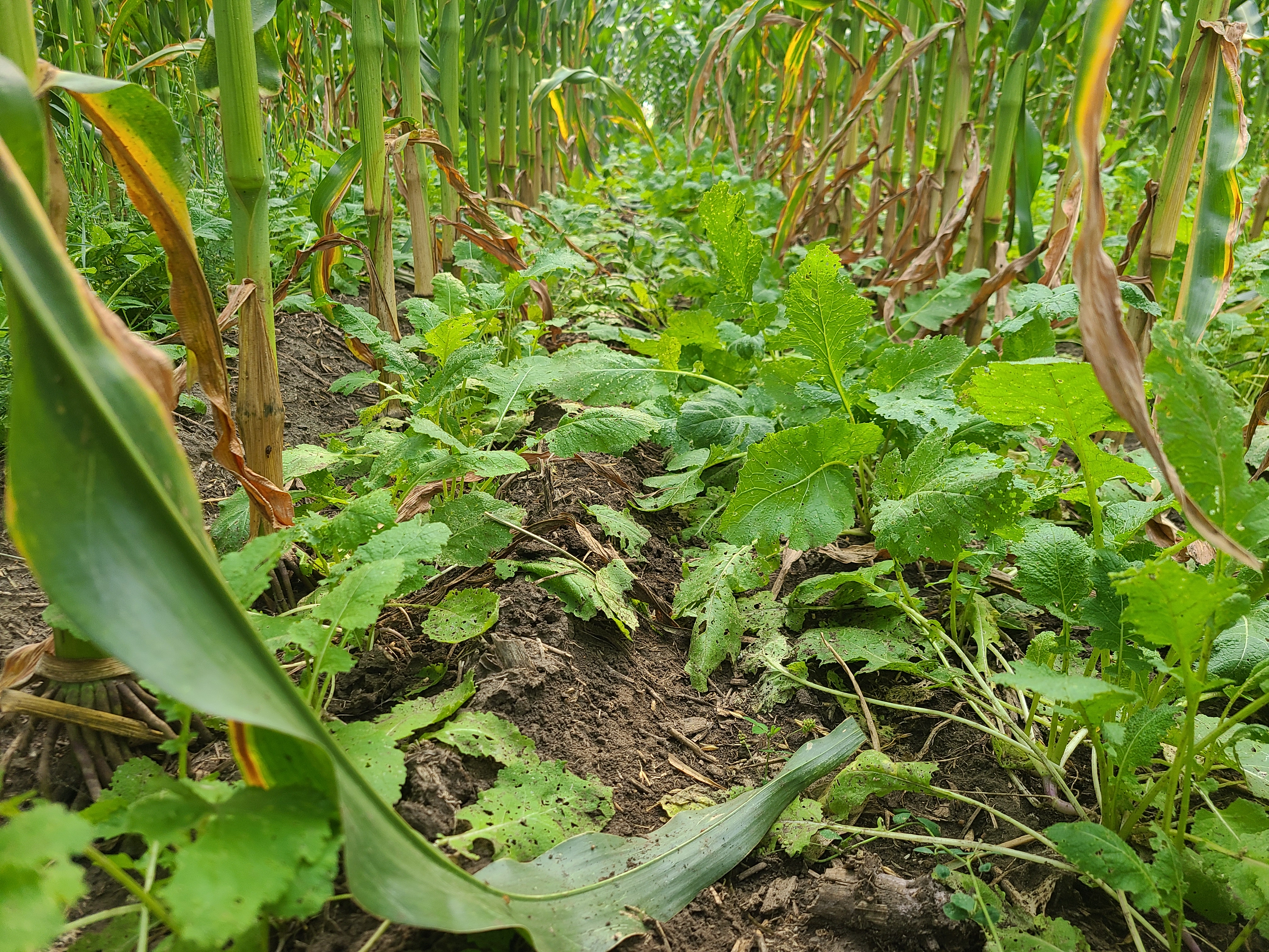 Effect of corn residual herbicides on cover crops.