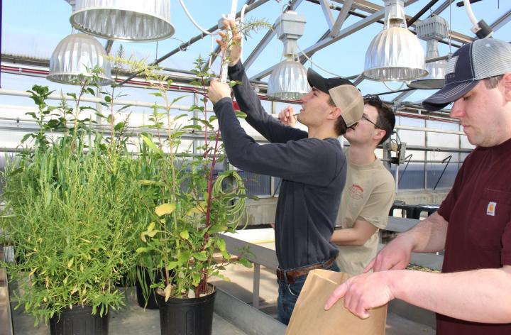students harvesting a plant in a green house