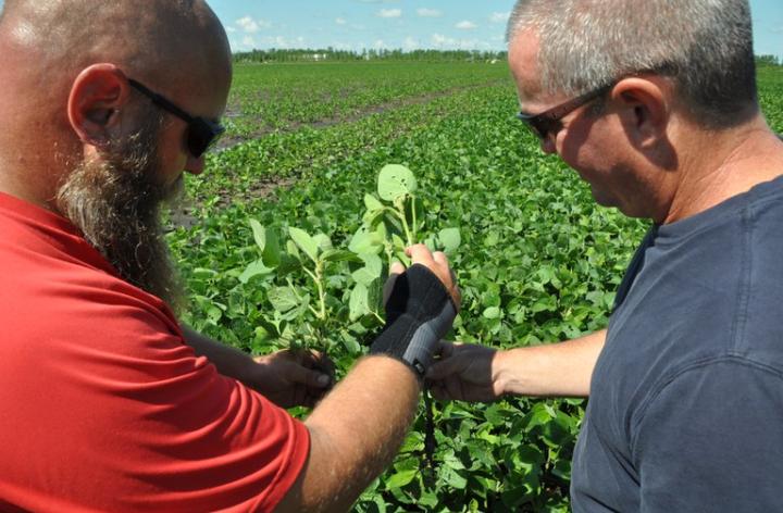 Researchers examining soybeans