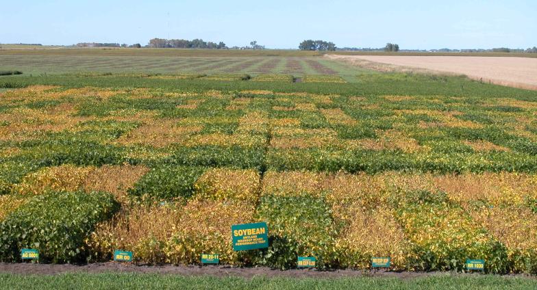 Picture showing Roundup Ready soybean performance test.
